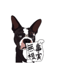 ボストンテリア同好会2（個別スタンプ：39）