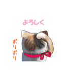 ニャンでPON☆ リアル猫（個別スタンプ：1）