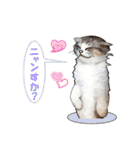 ニャンでPON☆ リアル猫（個別スタンプ：2）