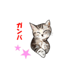 ニャンでPON☆ リアル猫（個別スタンプ：8）