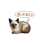 ニャンでPON☆ リアル猫（個別スタンプ：12）