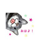 ニャンでPON☆ リアル猫（個別スタンプ：14）