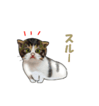 ニャンでPON☆ リアル猫（個別スタンプ：15）