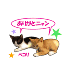 ニャンでPON☆ リアル猫（個別スタンプ：16）