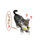 ニャンでPON☆ リアル猫（個別スタンプ：22）