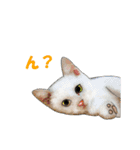 ニャンでPON☆ リアル猫（個別スタンプ：25）