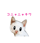 ニャンでPON☆ リアル猫（個別スタンプ：26）