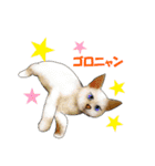 ニャンでPON☆ リアル猫（個別スタンプ：27）