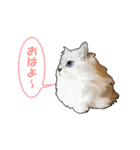 ニャンでPON☆ リアル猫（個別スタンプ：33）