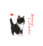 ニャンでPON☆ リアル猫（個別スタンプ：34）