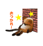 ニャンでPON☆ リアル猫（個別スタンプ：40）