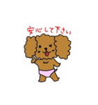 トイプードルTeddy-chan2（個別スタンプ：12）