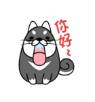 fat shiba inu（個別スタンプ：1）