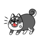 fat shiba inu（個別スタンプ：5）