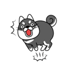fat shiba inu（個別スタンプ：29）