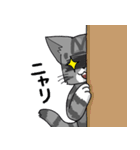 しま猫とんぺい（個別スタンプ：16）