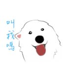 Cute Dog Samoyed（個別スタンプ：1）