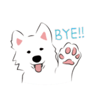 Cute Dog Samoyed（個別スタンプ：3）