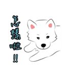 Cute Dog Samoyed（個別スタンプ：11）