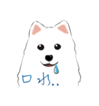 Cute Dog Samoyed（個別スタンプ：16）