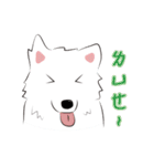 Cute Dog Samoyed（個別スタンプ：17）