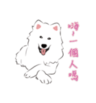 Cute Dog Samoyed（個別スタンプ：18）