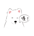 Cute Dog Samoyed（個別スタンプ：19）