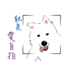 Cute Dog Samoyed（個別スタンプ：22）