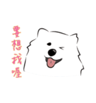 Cute Dog Samoyed（個別スタンプ：27）