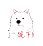 Cute Dog Samoyed（個別スタンプ：33）