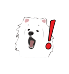 Cute Dog Samoyed（個別スタンプ：35）