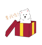 Cute Dog Samoyed（個別スタンプ：36）