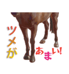 Happy Horses 3（個別スタンプ：8）