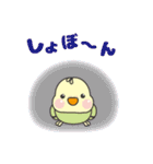 インコのピピピ（個別スタンプ：16）