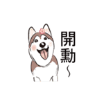 Huski's Daily（個別スタンプ：9）