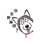 Huski's Daily（個別スタンプ：16）