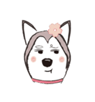 Huski's Daily（個別スタンプ：17）