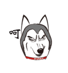 Huski's Daily（個別スタンプ：31）