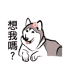 Huski's Daily（個別スタンプ：40）