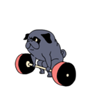 Crossfit Pug（個別スタンプ：26）