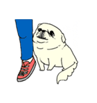 全力ペキニーズ（個別スタンプ：16）