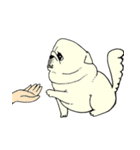 全力ペキニーズ（個別スタンプ：19）