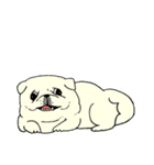 全力ペキニーズ（個別スタンプ：22）