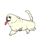 全力ペキニーズ（個別スタンプ：40）