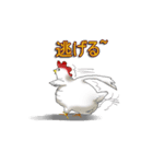 aho chicken（個別スタンプ：33）
