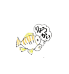 タカノハダイ（個別スタンプ：33）
