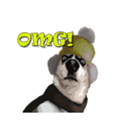 Dooby Dogy（個別スタンプ：23）