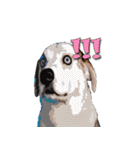 Dooby Dogy（個別スタンプ：34）