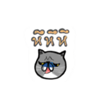 A cat named Solar（個別スタンプ：23）