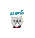 A cat named Solar（個別スタンプ：29）
